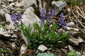 Attēlu rezultāti vaicājumam “Polygala amarella flower”