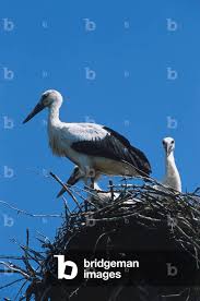 Attēlu rezultāti vaicājumam “Ciconia nigra nest”