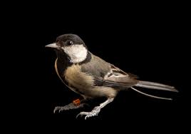 Attēlu rezultāti vaicājumam “Parus major”