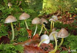 Attēlu rezultāti vaicājumam “Mycena viscosa”
