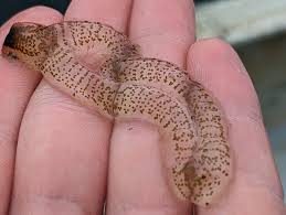 Attēlu rezultāti vaicājumam “Trichoptera egg mass”