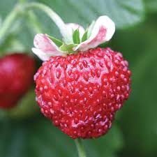 Attēlu rezultāti vaicājumam “Fragaria x ananassa fruit”