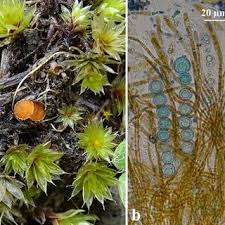 Attēlu rezultāti vaicājumam “Heterotrichia pomiformis (syn. Arcyria pomiformis) spores”