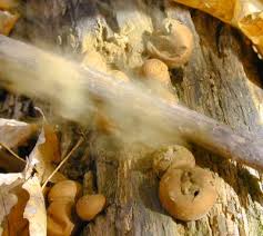 Attēlu rezultāti vaicājumam “Lycoperdon pyriforme”