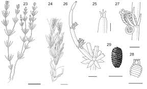 Attēlu rezultāti vaicājumam “Chara aspera male”