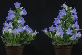 Image result for Campanula formanekiana