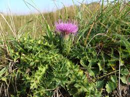 Attēlu rezultāti vaicājumam “Cirsium acaule”