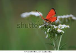 Attēlu rezultāti vaicājumam “Lycaena virgaureae male”