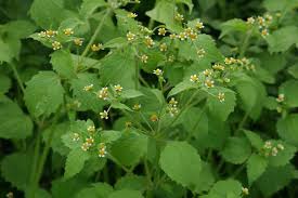 Attēlu rezultāti vaicājumam “Galinsoga quadriradiata”