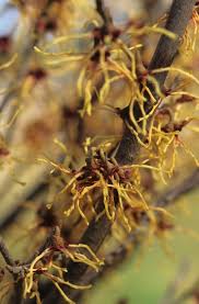 Attēlu rezultāti vaicājumam “Hamamelis japonica”