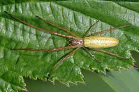 Attēlu rezultāti vaicājumam “Tetragnatha extensa”
