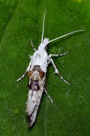 Attēlu rezultāti vaicājumam “Ypsolopha asperella”