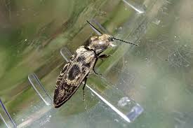 Attēlu rezultāti vaicājumam “Prosternon tessellatum”