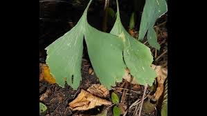 Attēlu rezultāti vaicājumam “Platygyrium repens”