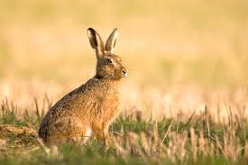 Attēlu rezultāti vaicājumam “Lepus europaeus”