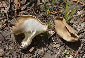 Attēlu rezultāti vaicājumam “Helvella acetabulum”