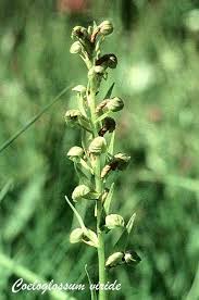 Attēlu rezultāti vaicājumam “Coeloglossum viride flower”