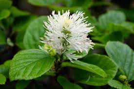 Attēlu rezultāti vaicājumam “Fothergilla major”