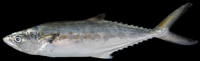 Image result for Scomberomorus maculatus
