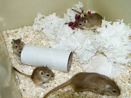 Image result for Gerbil