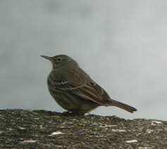 Attēlu rezultāti vaicājumam “Anthus petrosus adult”