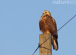 Attēlu rezultāti vaicājumam “Buteo lagopus”