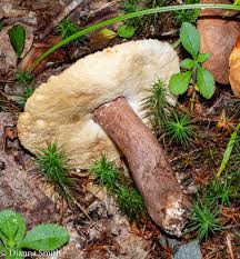 Attēlu rezultāti vaicājumam “Leccinum melaneum”