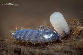 Attēlu rezultāti vaicājumam “Comatricha sp.”