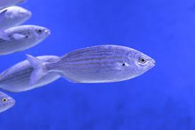 Image result for Sarpa salpa