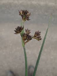 Attēlu rezultāti vaicājumam “Juncus bulbosus leaf”