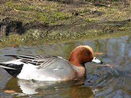 Attēlu rezultāti vaicājumam “Anas penelope”