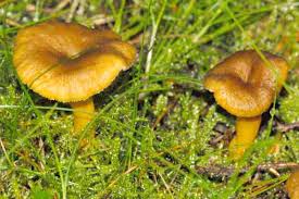 Attēlu rezultāti vaicājumam “Cantharellus lutescens”