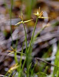 Attēlu rezultāti vaicājumam “Carex pauciflora”