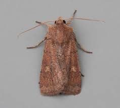 Attēlu rezultāti vaicājumam “Rusina ferruginea female”