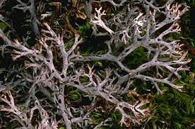 Attēlu rezultāti vaicājumam “Cladonia mitis”