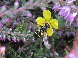 Attēlu rezultāti vaicājumam “Xanthogramma sp. male”