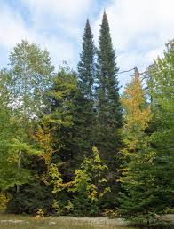 Attēlu rezultāti vaicājumam “Abies balsamea”