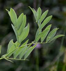 Attēlu rezultāti vaicājumam “Lathyrus laevigatus”