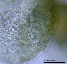 Attēlu rezultāti vaicājumam “Lejeunea cavifolia”