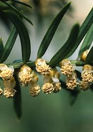 Attēlu rezultāti vaicājumam “Taxus baccata male flower”