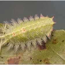 Attēlu rezultāti vaicājumam “Cephaloziella elachista”