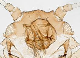 Attēlu rezultāti vaicājumam “Aphis fabae”
