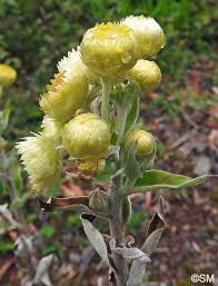 Image result for Helichrysum foetidum