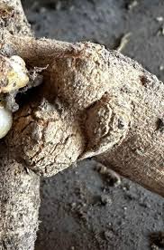 Attēlu rezultāti vaicājumam “Collaria rubens spores”