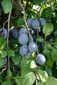 Attēlu rezultāti vaicājumam “Prunus domestica subsp. insitita”