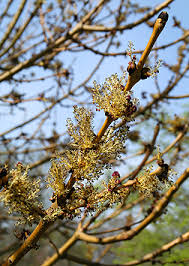 Attēlu rezultāti vaicājumam “Fraxinus excelsior bud”