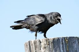 Attēlu rezultāti vaicājumam “Corvidae”