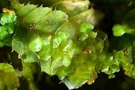 Attēlu rezultāti vaicājumam “Radula complanata sporophyte”