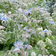 Attēlu rezultāti vaicājumam “Borago officinalis leaf”