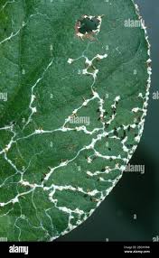 Attēlu rezultāti vaicājumam “Diachea sp.”